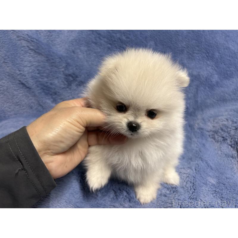 販売中の佐賀県のポメラニアン-425561の1枚目