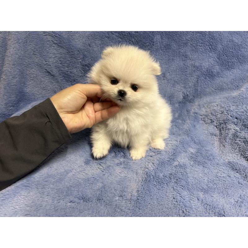 販売中の佐賀県のポメラニアン-425561の4枚目