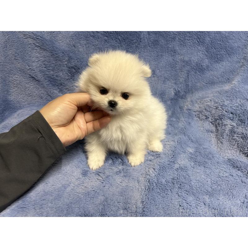 販売中の佐賀県のポメラニアン-425561の3枚目