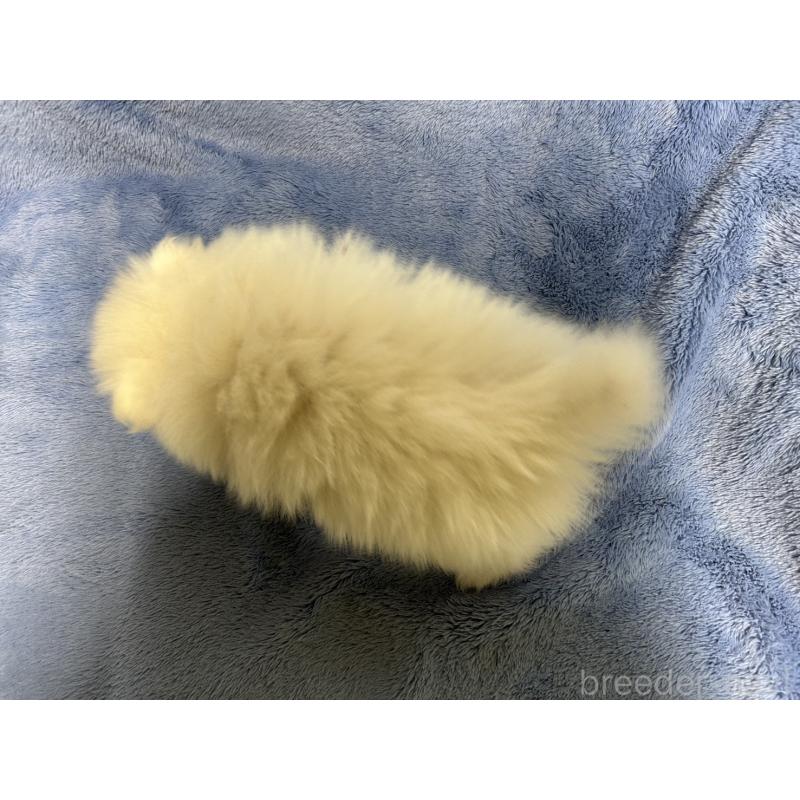 販売中の佐賀県のポメラニアン-425561の2枚目