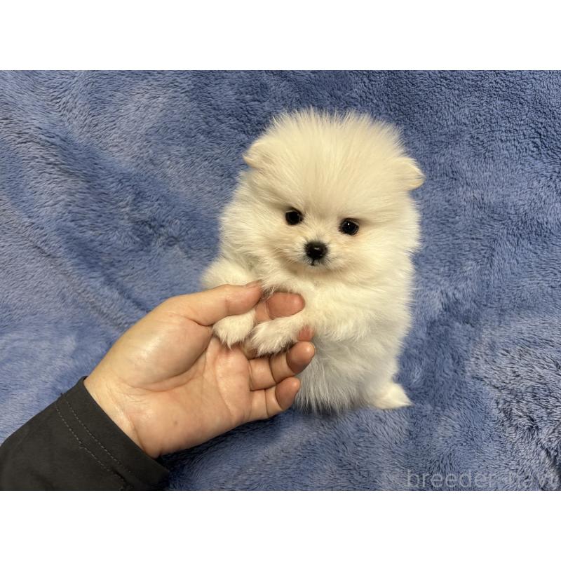 販売中の佐賀県のポメラニアン-425562