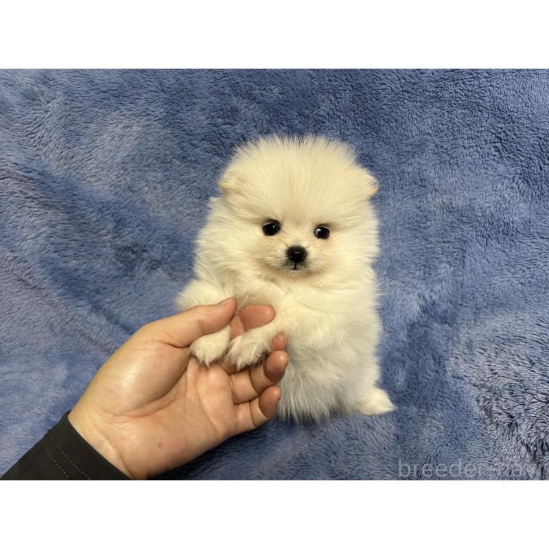 販売中の佐賀県のポメラニアン-425562の3枚目
