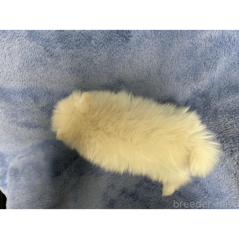 販売中の佐賀県のポメラニアン-425562の2枚目