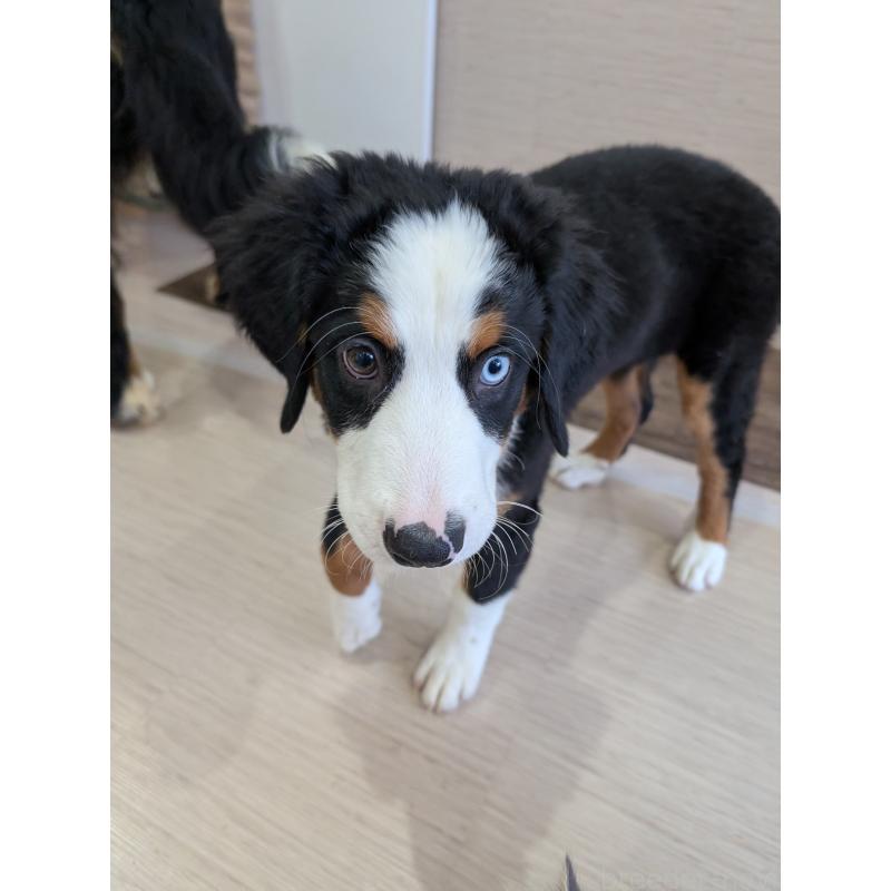 販売中の岡山県のバーニーズマウンテンドッグ-414934