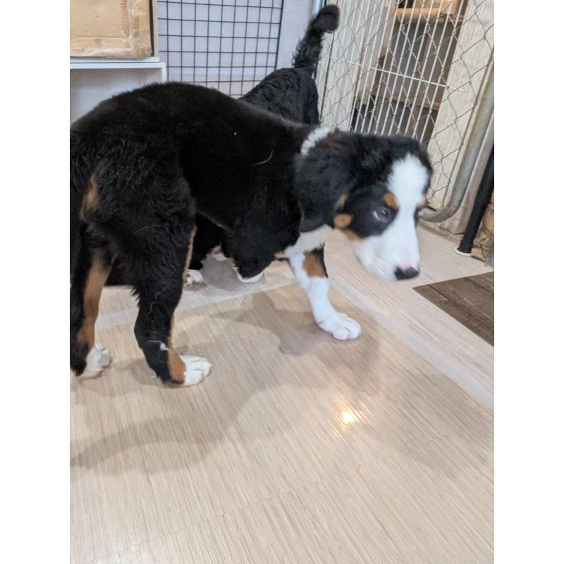 販売中の岡山県のバーニーズマウンテンドッグ-414934の4枚目