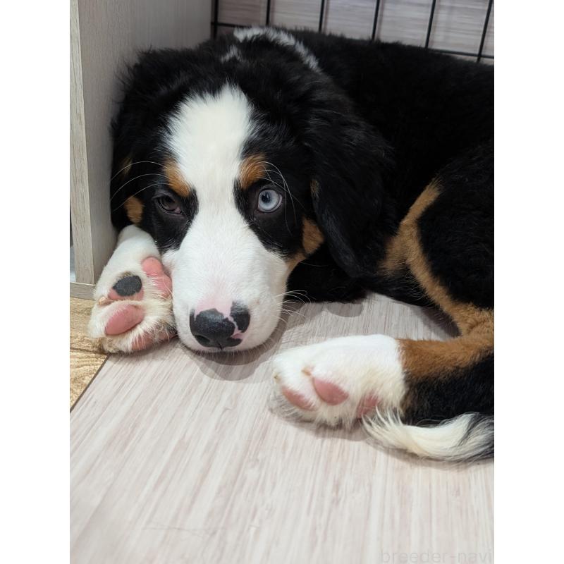 販売中の岡山県のバーニーズマウンテンドッグ-414934の3枚目