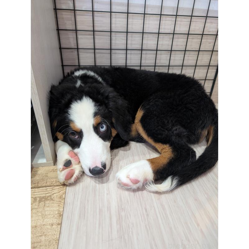 販売中の岡山県のバーニーズマウンテンドッグ-414934の2枚目