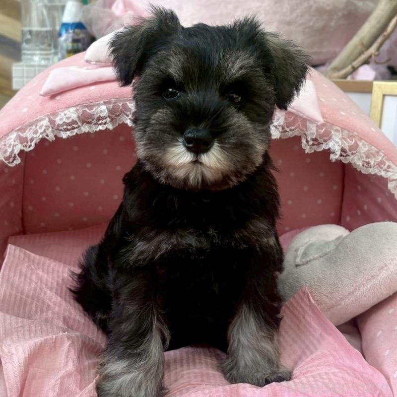 販売中の大阪府のミニチュアシュナウザー-425563の8枚目