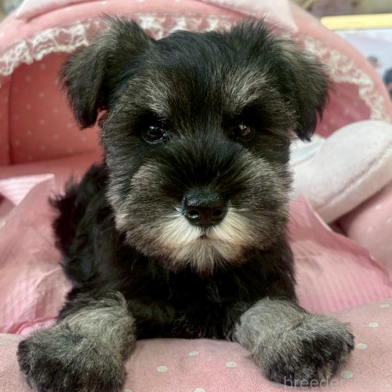 販売中の大阪府のミニチュアシュナウザー-425563の9枚目