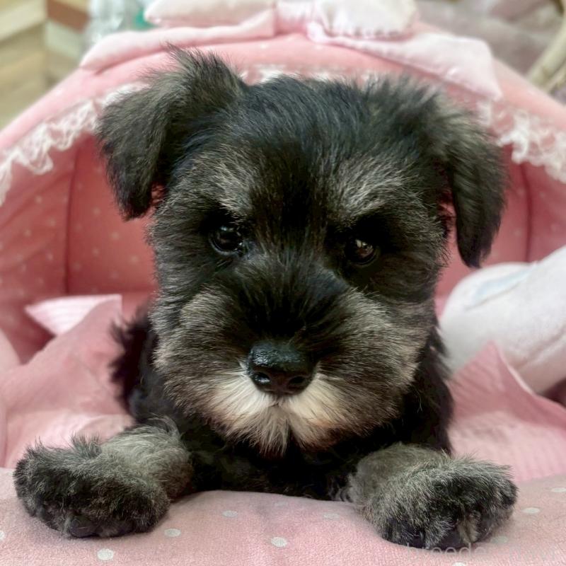 販売中の大阪府のミニチュアシュナウザー-425563の6枚目