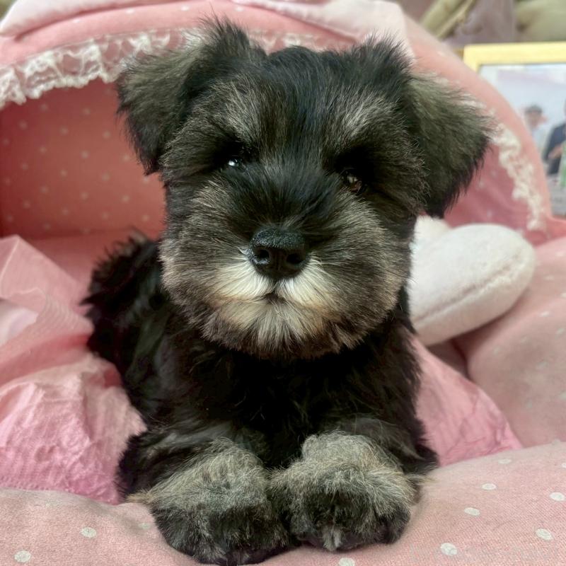 販売中の大阪府のミニチュアシュナウザー-425563