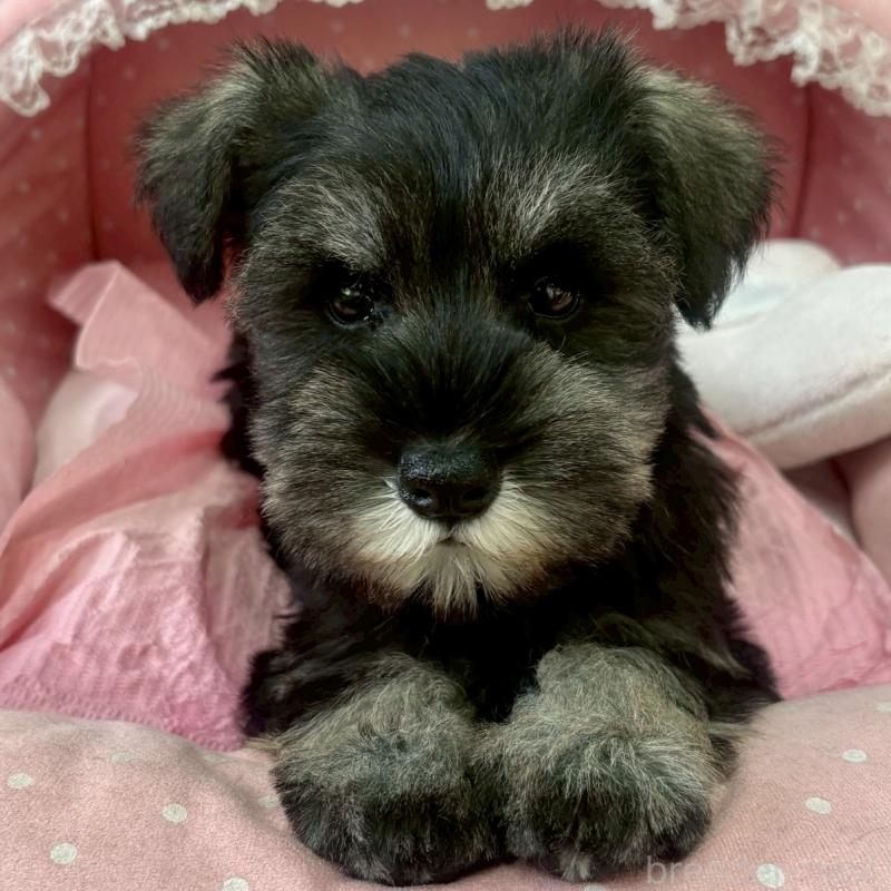 販売中の大阪府のミニチュアシュナウザー-425563の4枚目