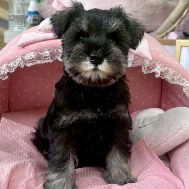 販売中の大阪府のミニチュアシュナウザー-425563の3枚目