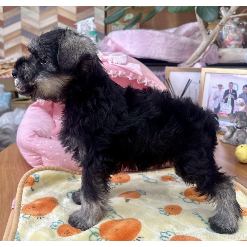 販売中の大阪府のミニチュアシュナウザー-425563の2枚目