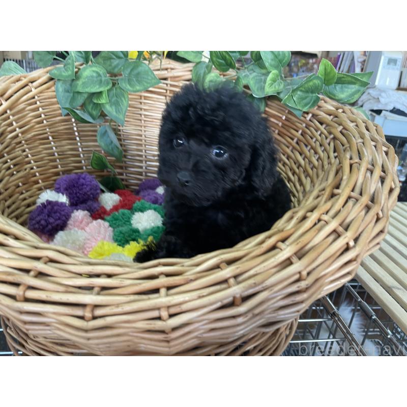 販売中の愛媛県のタイニープードル-425567の5枚目