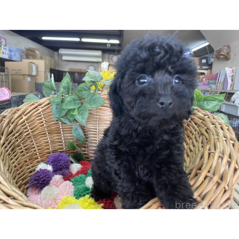 販売中の愛媛県のタイニープードル-425567の3枚目