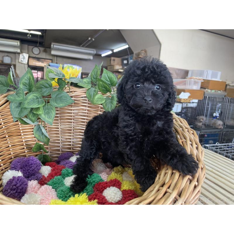 販売中の愛媛県のタイニープードル-425567の2枚目