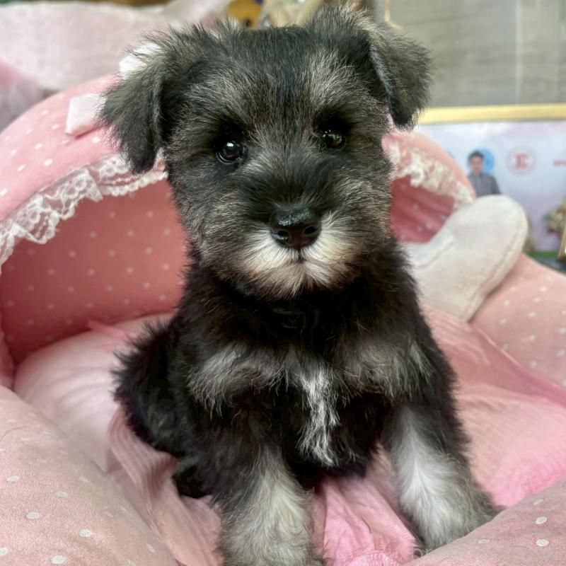 販売中の大阪府のミニチュアシュナウザー-425564の9枚目