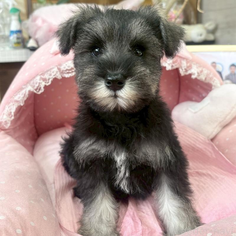 販売中の大阪府のミニチュアシュナウザー-425564の6枚目