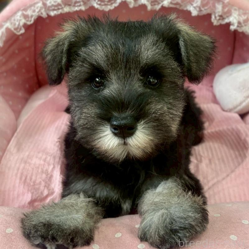 販売中の大阪府のミニチュアシュナウザー-425564の4枚目