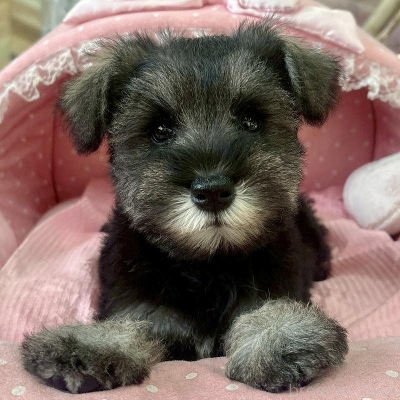 販売中の大阪府のミニチュアシュナウザー-425564の1枚目