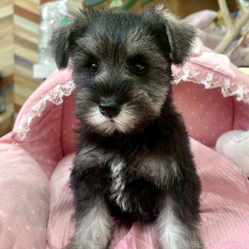 販売中の大阪府のミニチュアシュナウザー-425564の3枚目