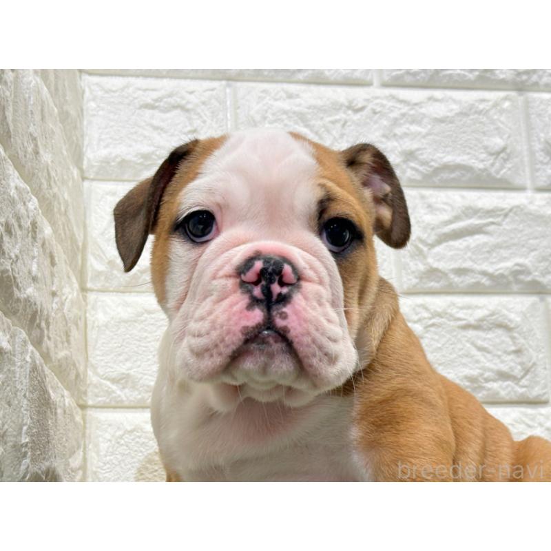 販売中の愛知県のブルドッグ-425733の1枚目