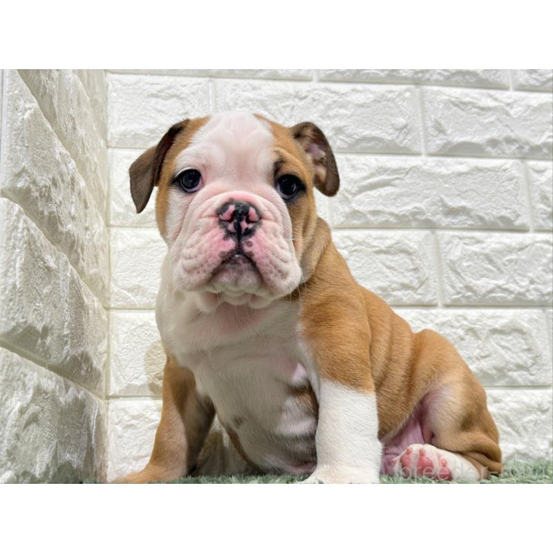販売中の愛知県のブルドッグ-425733の4枚目