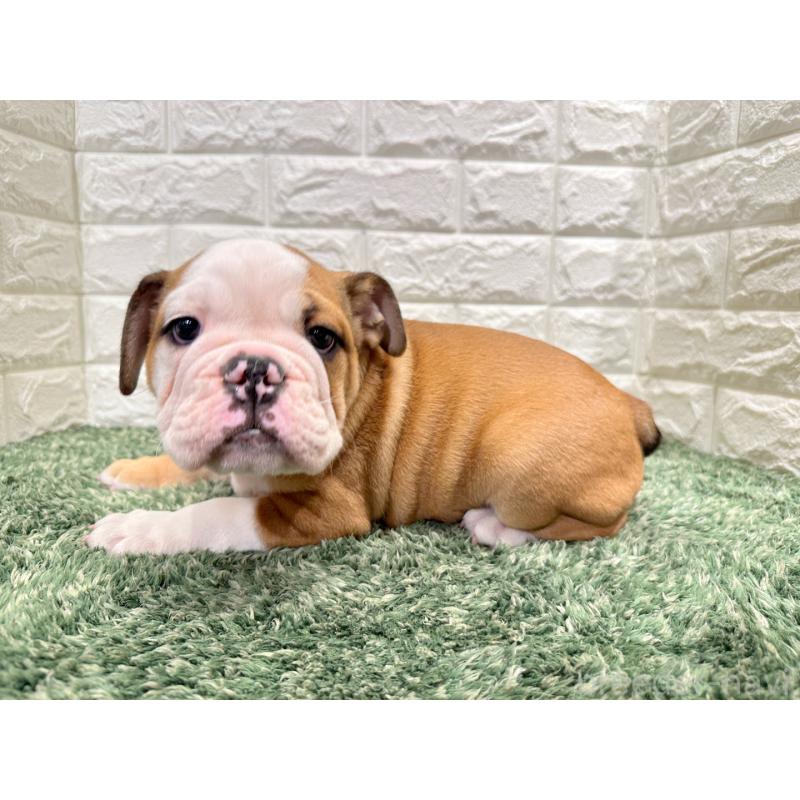 販売中の愛知県のブルドッグ-425733の3枚目