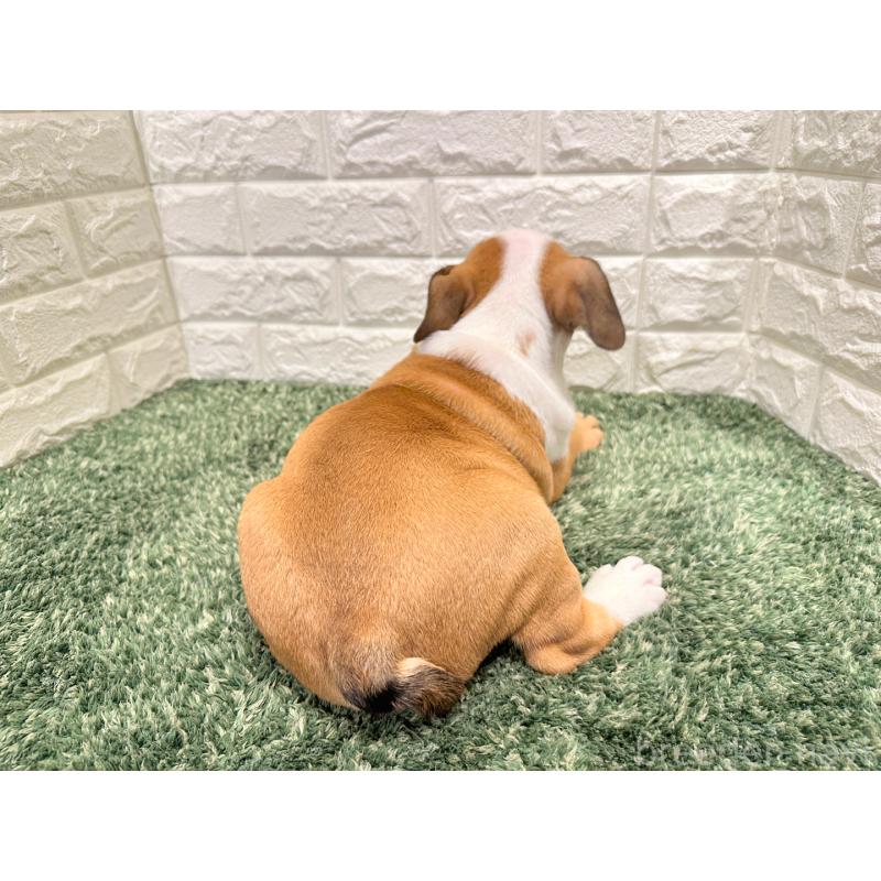 販売中の愛知県のブルドッグ-425733の2枚目