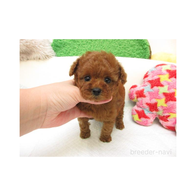 販売中の大阪府のトイプードル-425565の1枚目