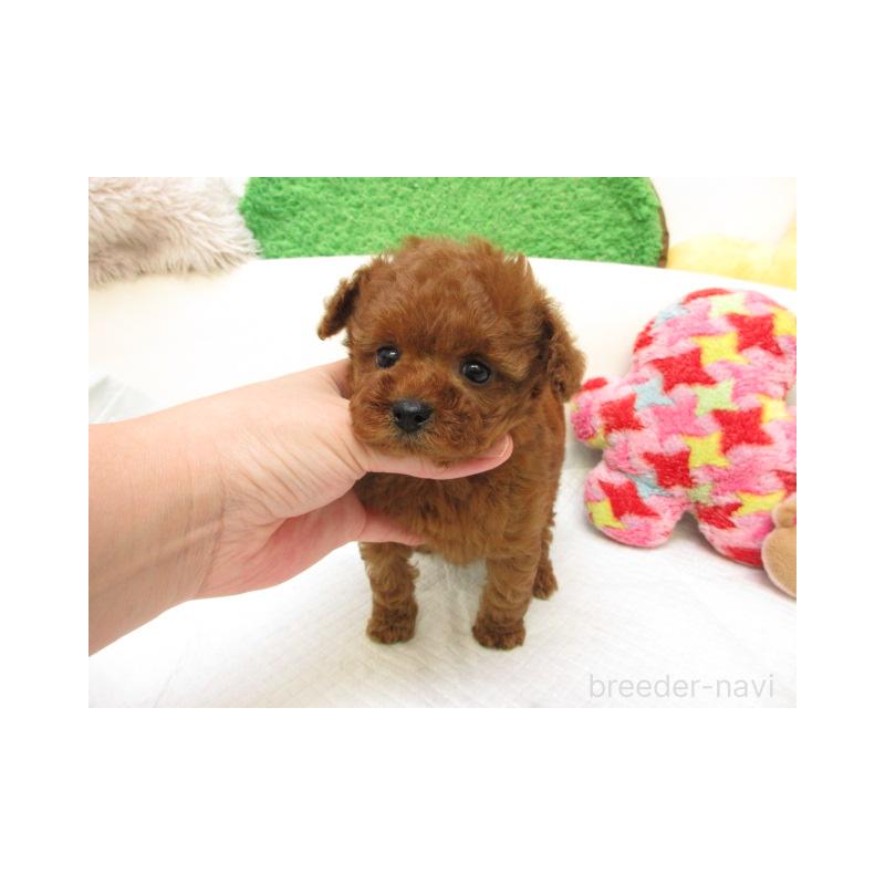 販売中の大阪府のトイプードル-425565の2枚目