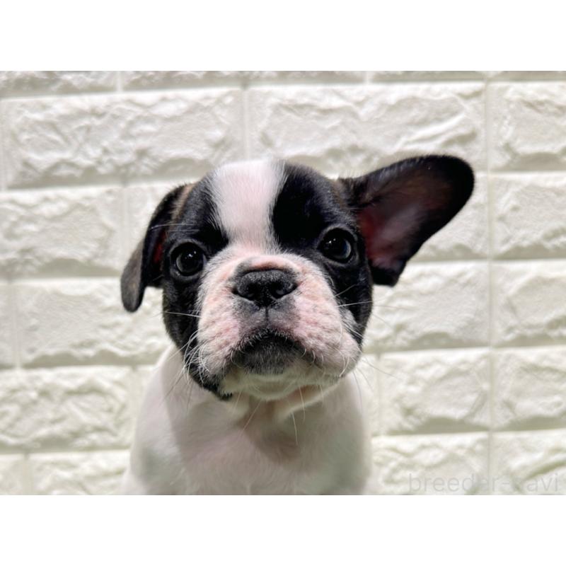 販売中の愛知県のフレンチブルドッグ-425732の1枚目