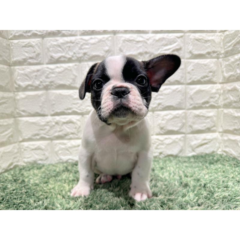 販売中の愛知県のフレンチブルドッグ-425732の4枚目