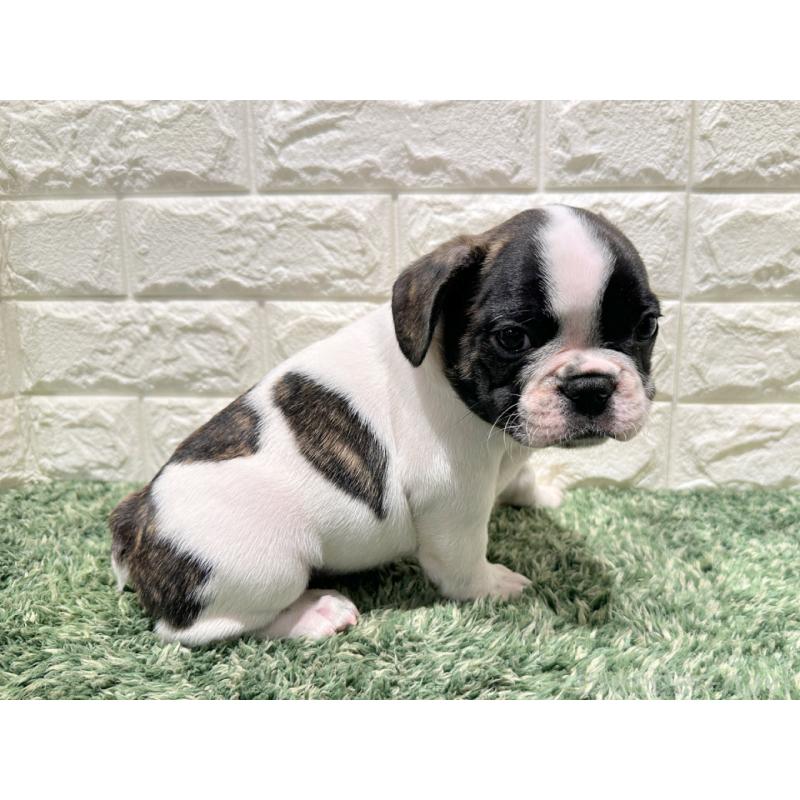 販売中の愛知県のフレンチブルドッグ-425732の3枚目