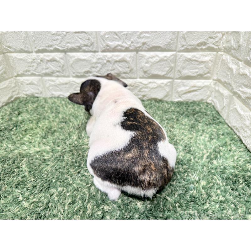 販売中の愛知県のフレンチブルドッグ-425732の2枚目