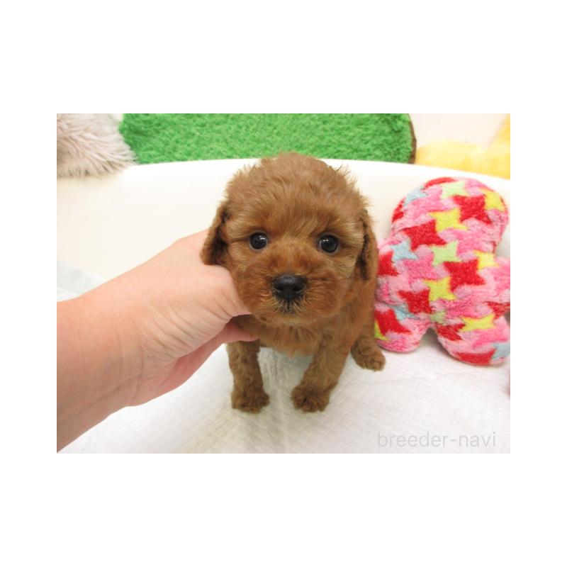 販売中の大阪府のトイプードル-425566