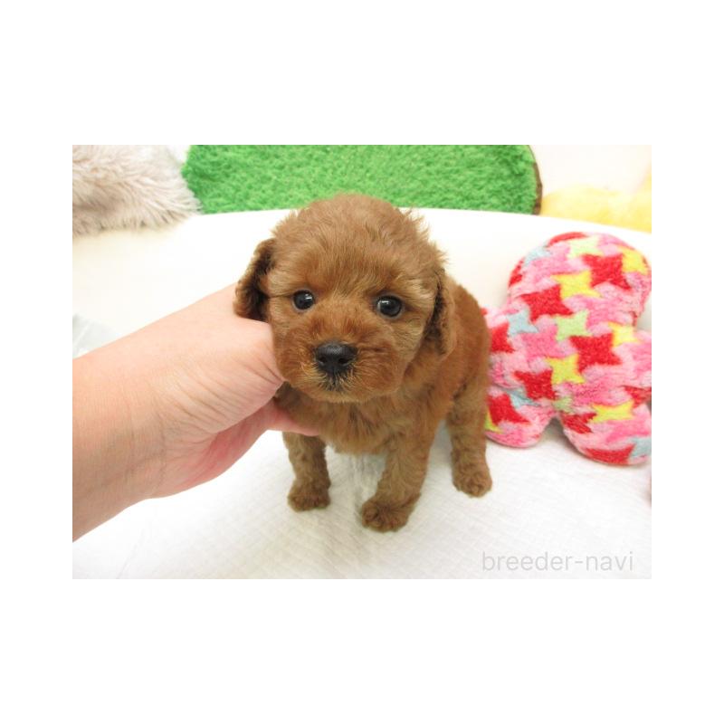 販売中の大阪府のトイプードル-425566の2枚目