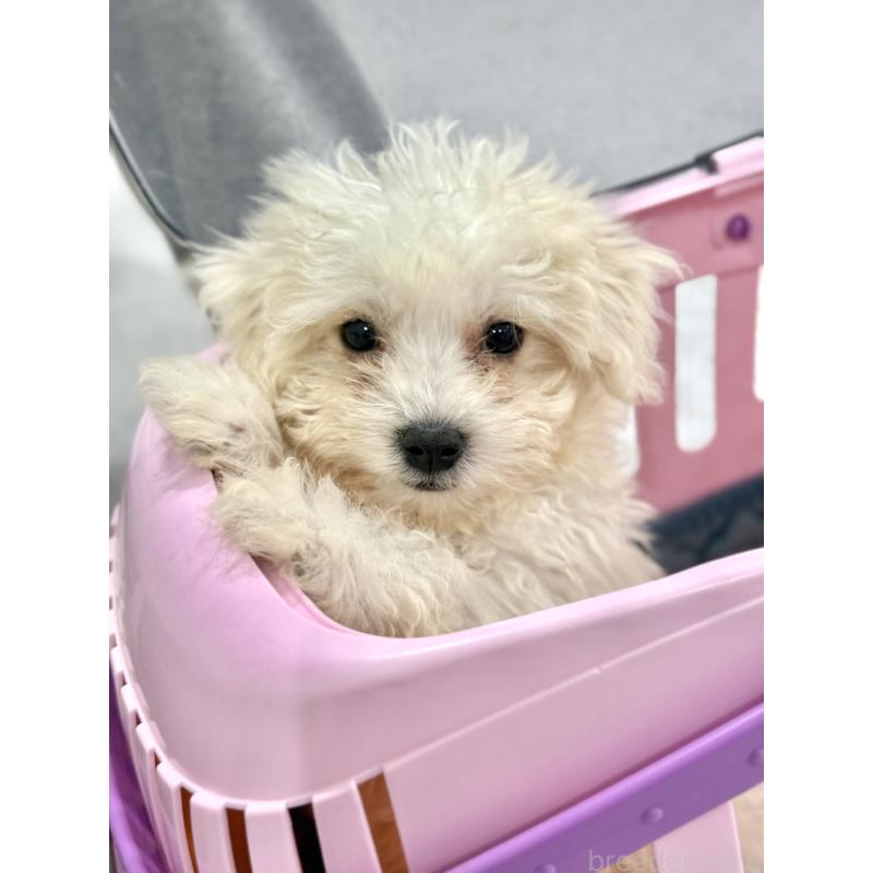 販売中の茨城県のマルプー:マルチーズ×トイプードル-421583の5枚目