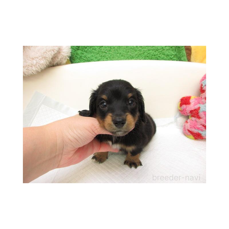 販売中の大阪府のミニチュアダックスフンド(ロングヘアード)-425568