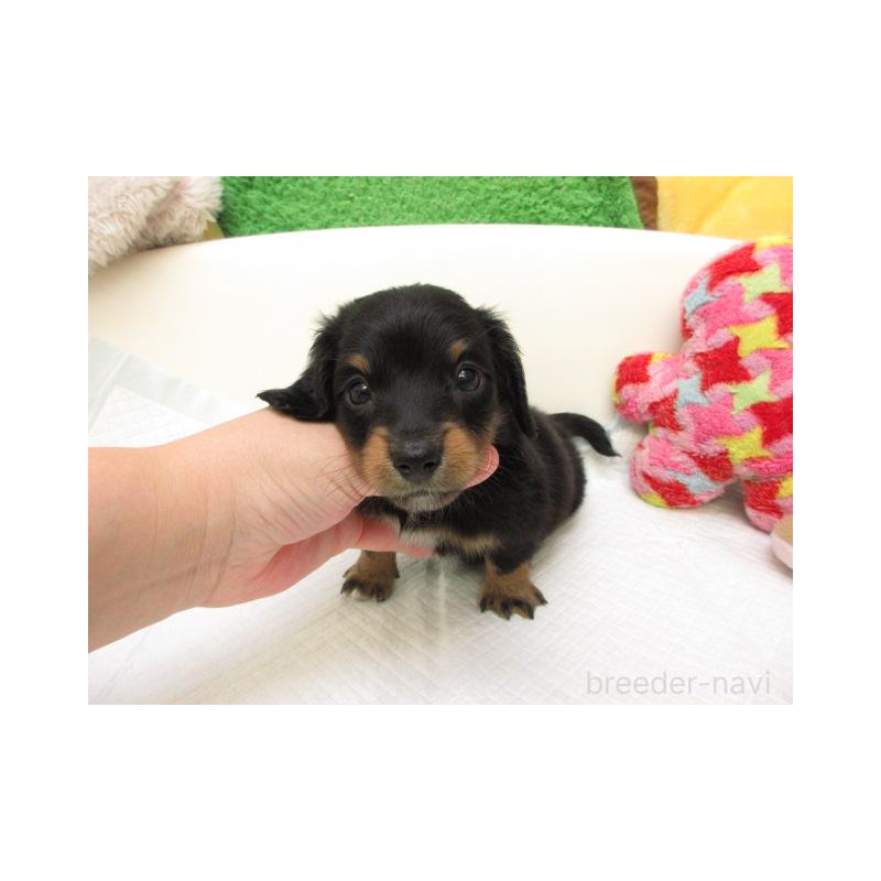 販売中の大阪府のミニチュアダックスフンド(ロングヘアード)-425568の2枚目