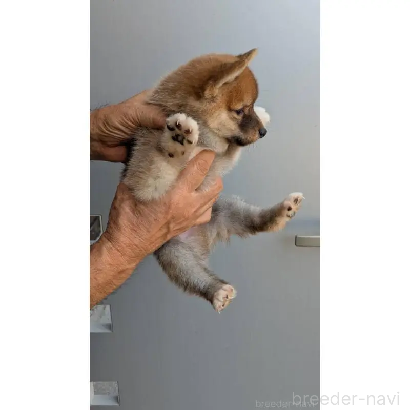 販売中の福岡県の豆柴-425569の3枚目