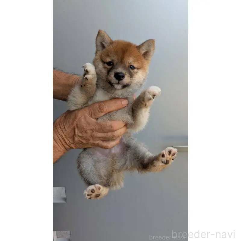 販売中の福岡県の豆柴-425569の2枚目