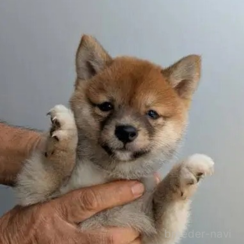 販売中の福岡県の豆柴-425569