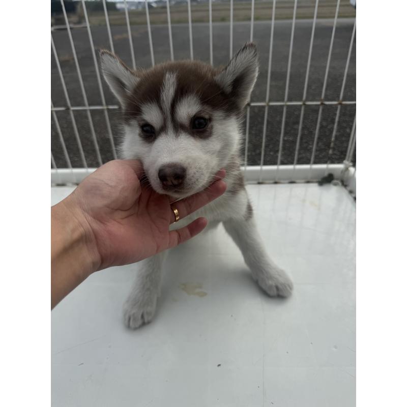 販売中の岐阜県のシベリアンハスキー-425570の3枚目