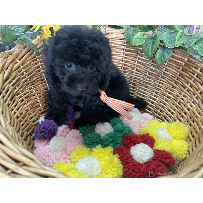 販売中の愛媛県のタイニープードル-425577の5枚目