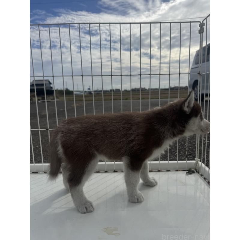 販売中の岐阜県のシベリアンハスキー-425570の2枚目