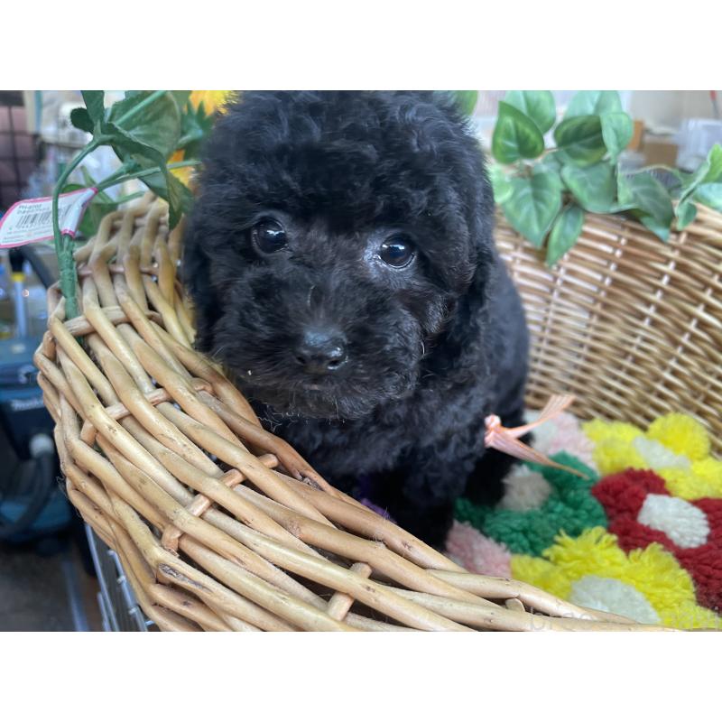 販売中の愛媛県のタイニープードル-425577の4枚目