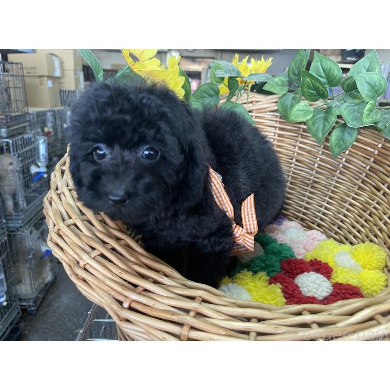 販売中の愛媛県のタイニープードル-425577の3枚目