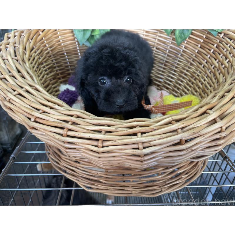 販売中の愛媛県のタイニープードル-425577の2枚目